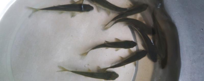 一斤长度为10厘米的草鱼苗有多少尾