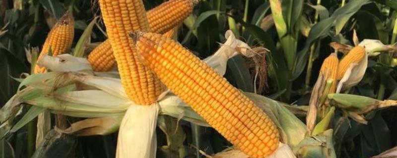 纪元168玉米种子的特征特性