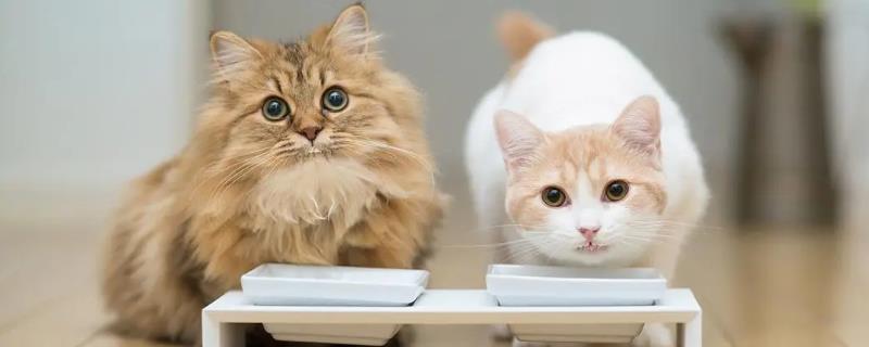 剪掉猫的胡子会发生什么