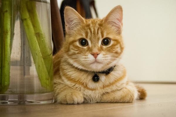剪掉猫的胡子会发生什么，剪除后会导致猫咪失去感知能力