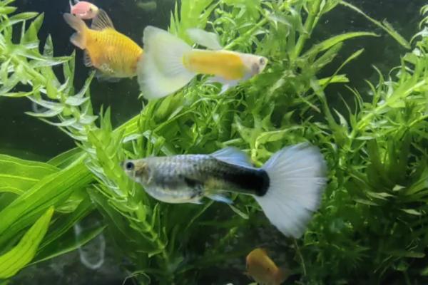 冬天养鱼是否要使用加热棒，饲养热带鱼一般需要使用