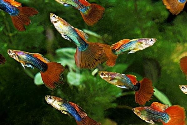 冬天养鱼是否要使用加热棒，饲养热带鱼一般需要使用