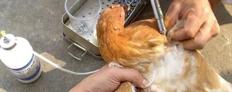 鸡在哪个部位进行肌肉注射