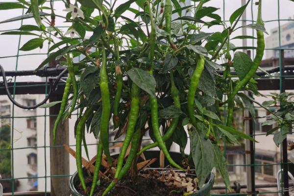 阳台盆栽辣椒的时间，4-7月份为宜