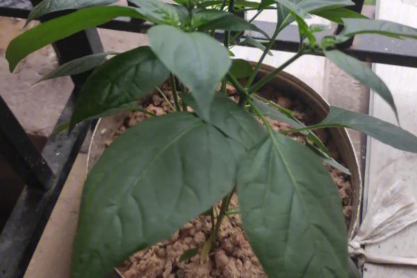 阳台盆栽辣椒的时间，4-7月份为宜