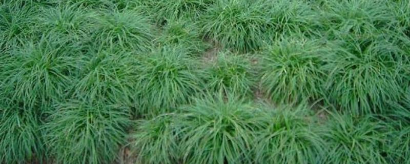 麦冬施肥要点和注意事项