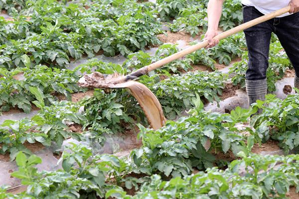 土豆快速催芽方法，浸泡后可埋入沙床中