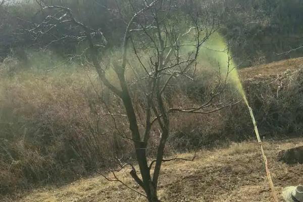 梨树病虫害的防治方法，需对症下药