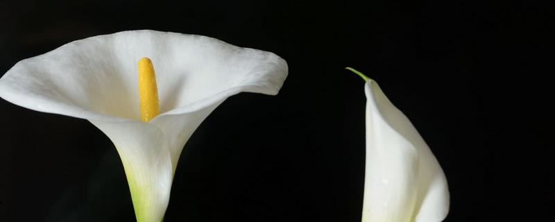 让马蹄莲四季开花的方法