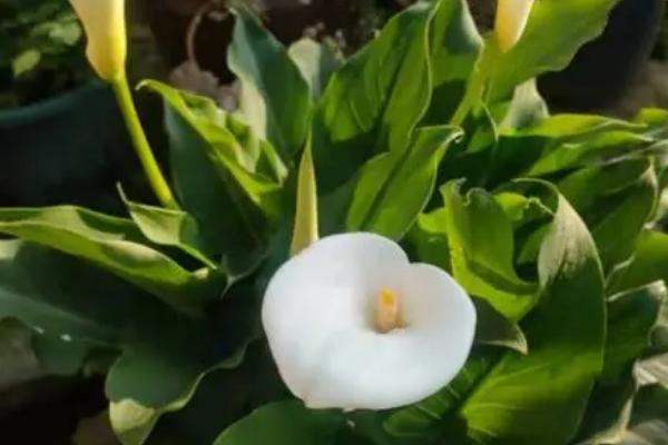 让马蹄莲四季开花的方法，控制好温度和光照