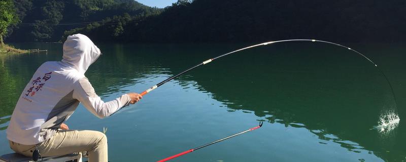鲢鳙适合台钓吗