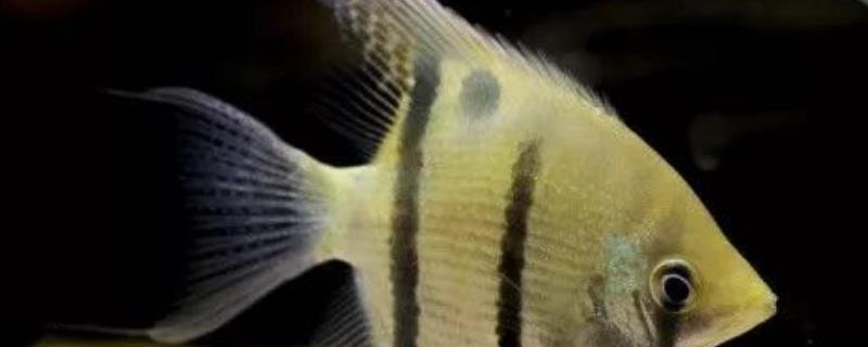 长吻神仙鱼好不好养