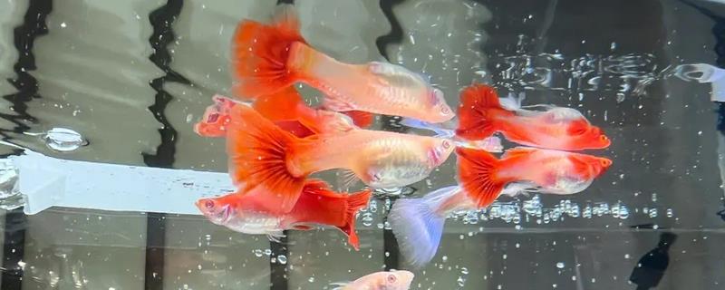 孔雀鱼的排泄物较粗是否即将生产
