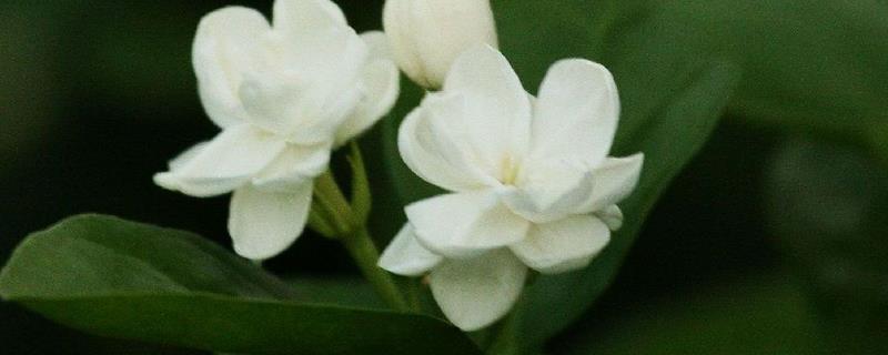 茉莉花盛花期管理办法