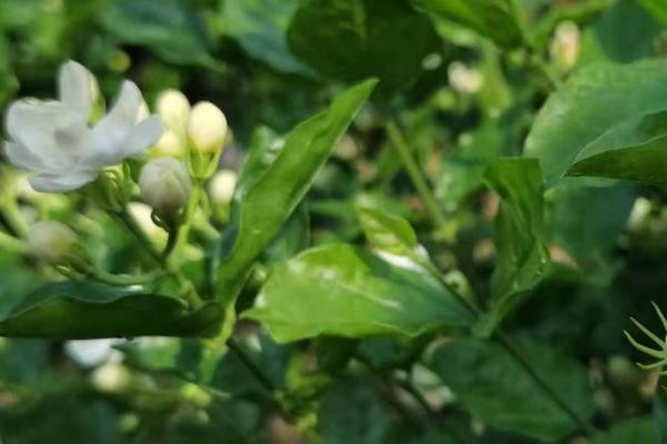 茉莉花盛花期管理办法，浇水很关键