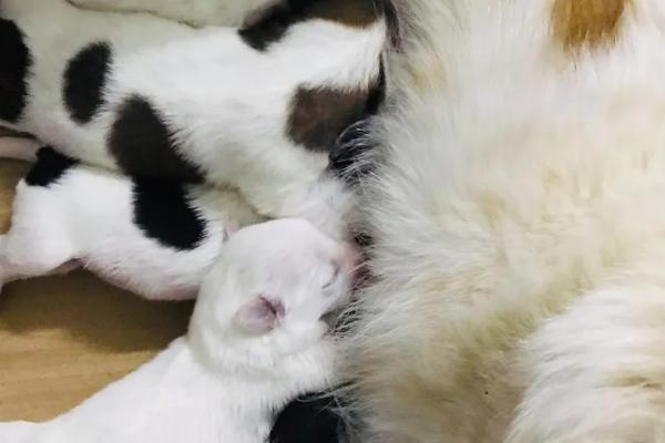 小奶狗怎么喂养，未满月和已满月的喂养方式不同