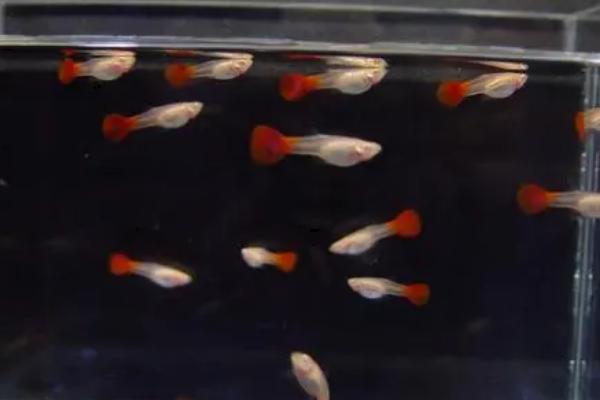 没有加热棒孔雀鱼如何过冬，可将鱼缸转到室内