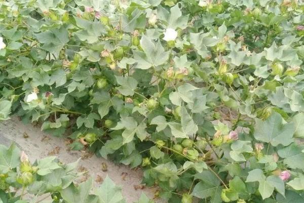 棉花施肥原则，重点是要掌握“轻、控、重”的方法