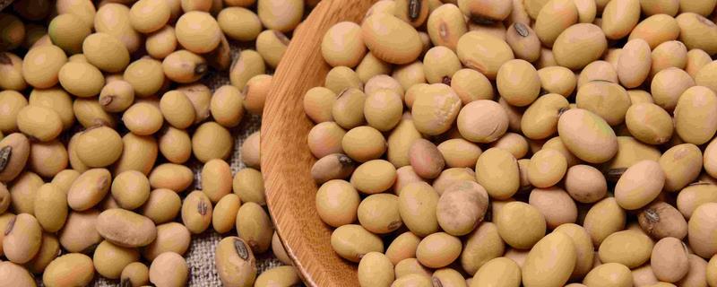 大豆增产要点