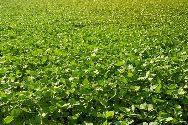 大豆增产要点，结荚期追施肥料能让籽粒更饱满