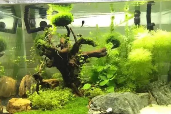 热带鱼鱼缸里需要放盐吗，养海鱼或汽水鱼需要放盐