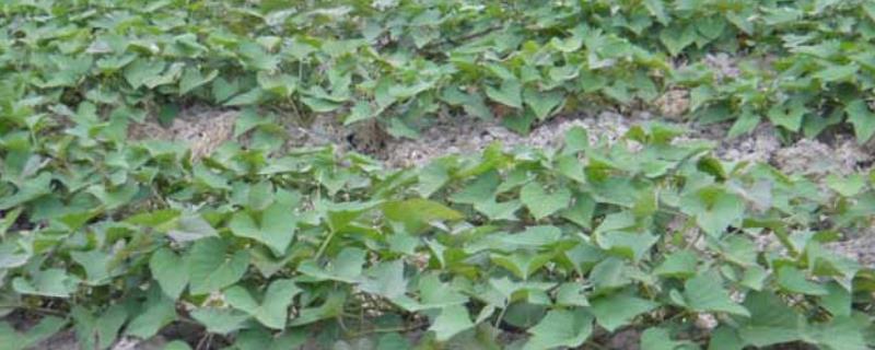 种植紫薯怎么施肥