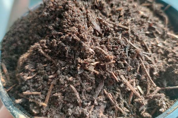 山乌龟的种植技术，选择深一点的盆