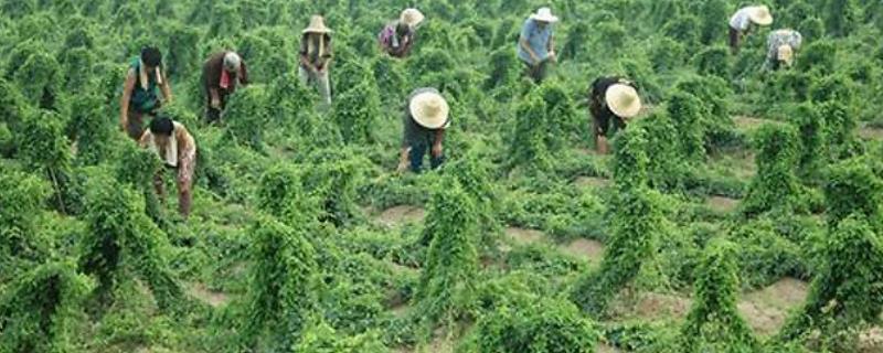 山药对肥料的需求特点