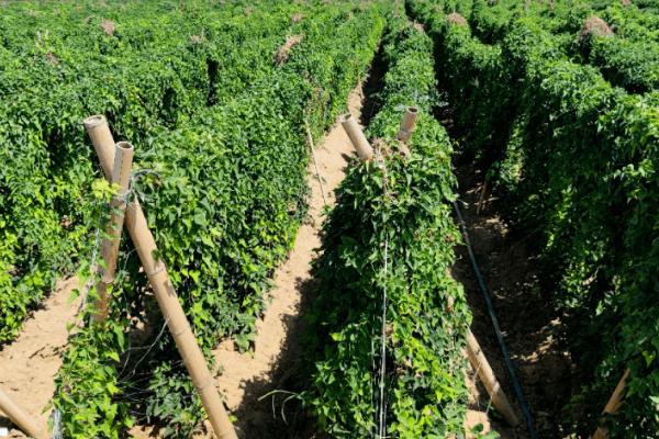 山药对肥料的需求特点，前期需要氮肥、中后期需要磷钾肥