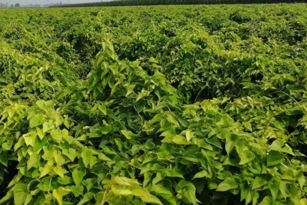 山药对肥料的需求特点，前期需要氮肥、中后期需要磷钾肥
