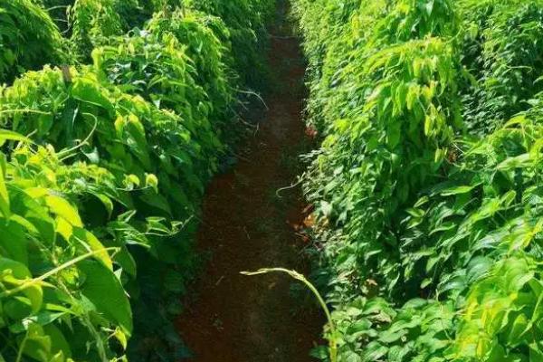 山药对肥料的需求特点，前期需要氮肥、中后期需要磷钾肥