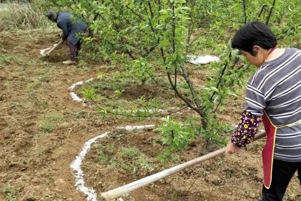生物肥的巧妙用法，结合化肥一起使用可活化土层、调节养分
