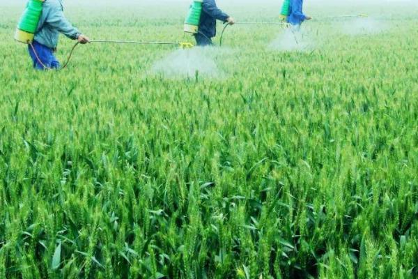 生物肥的巧妙用法，结合化肥一起使用可活化土层、调节养分