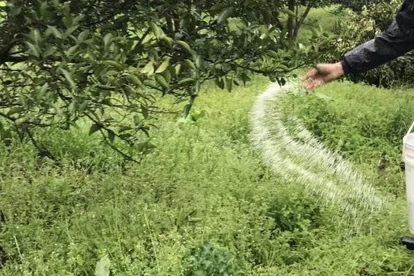 生物肥的巧妙用法，结合化肥一起使用可活化土层、调节养分