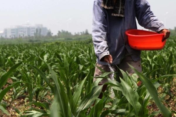 生物肥的巧妙用法，结合化肥一起使用可活化土层、调节养分