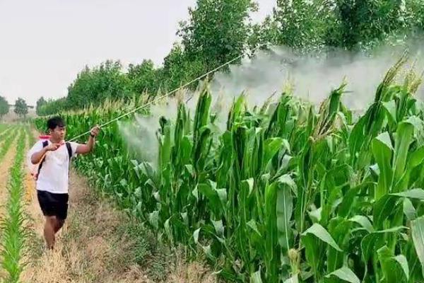 玉米大喇叭期怎么管理，期间要中耕培土2-3次