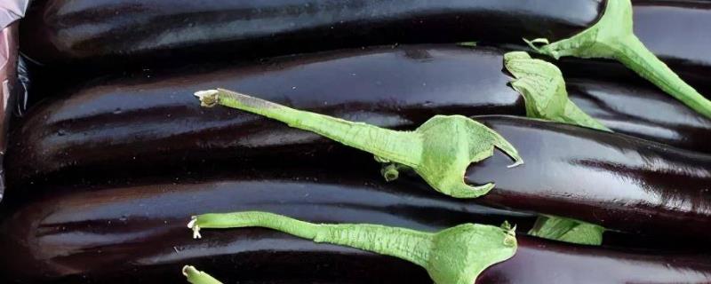 茄子定植后如何浇水