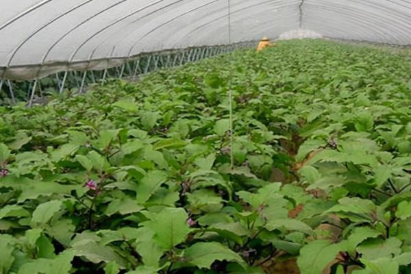 茄子定植后如何浇水，浇水与追肥结合进行