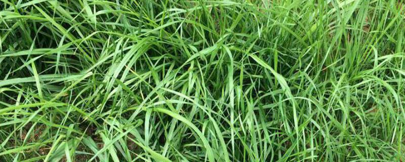灭草松除草剂的优势是什么