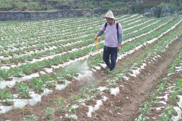 灭草松除草剂的优势是什么，除草速度快且安全