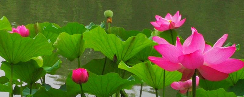 荷花常见病害怎么防治