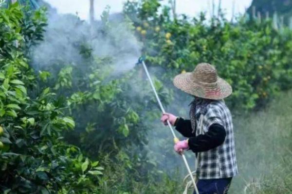 炔草酯的主要防治对象，包括野燕麦、狗尾草、马唐、石茅等杂草
