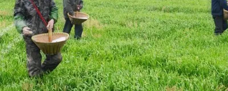 肥料三要素介绍