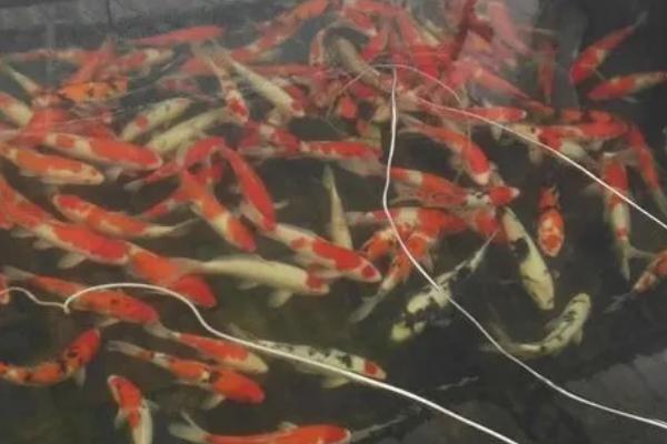 锦鲤如何训练才不会怕人，平时要经常和它们互动