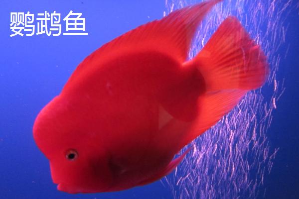 龙鱼可以和什么鱼混养，虎鱼和鹦鹉鱼都可以
