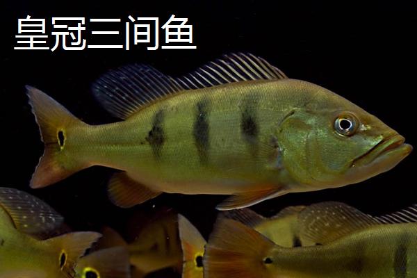 龙鱼可以和什么鱼混养，虎鱼和鹦鹉鱼都可以