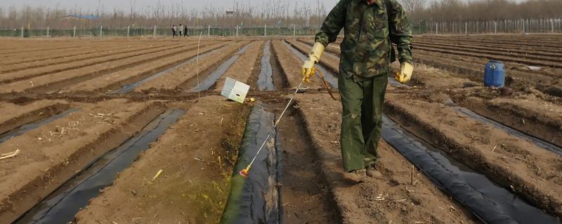 芸苔素有什么危害