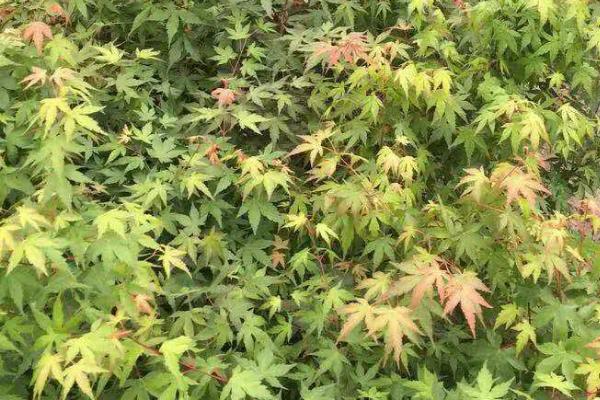 鸡爪槭怎么种植，萌芽后每个月都要追施一次稀薄的肥水