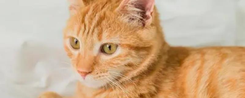 如何彻底消除猫绦虫