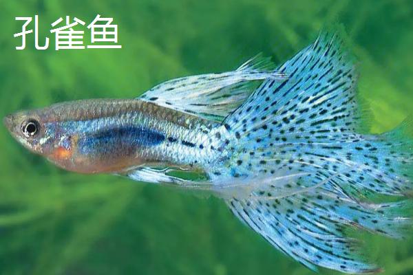珍珠马甲鱼可以混养哪些鱼，孔雀鱼和月光鱼都适合